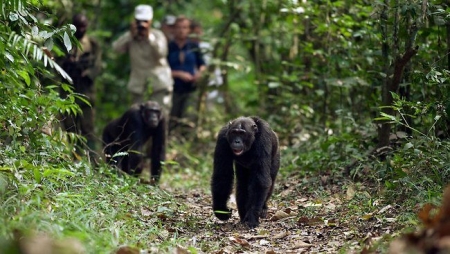 Uganda Gorilla Trekking Tour